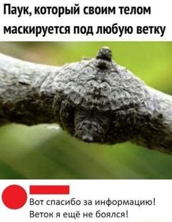 Паук который своим телом маскируется под любую ветку Вот спасибо за информацию Веток я ещё не боялся