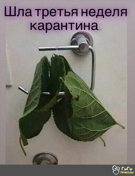 Шла третья неделя карантина ГьГн твт