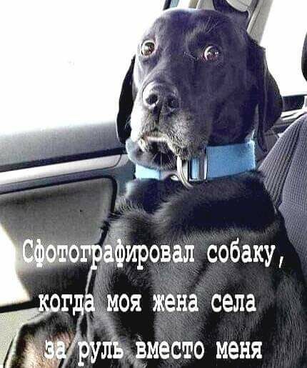 б аЁировал собаку гдадмоя жена села 11 вместо меня