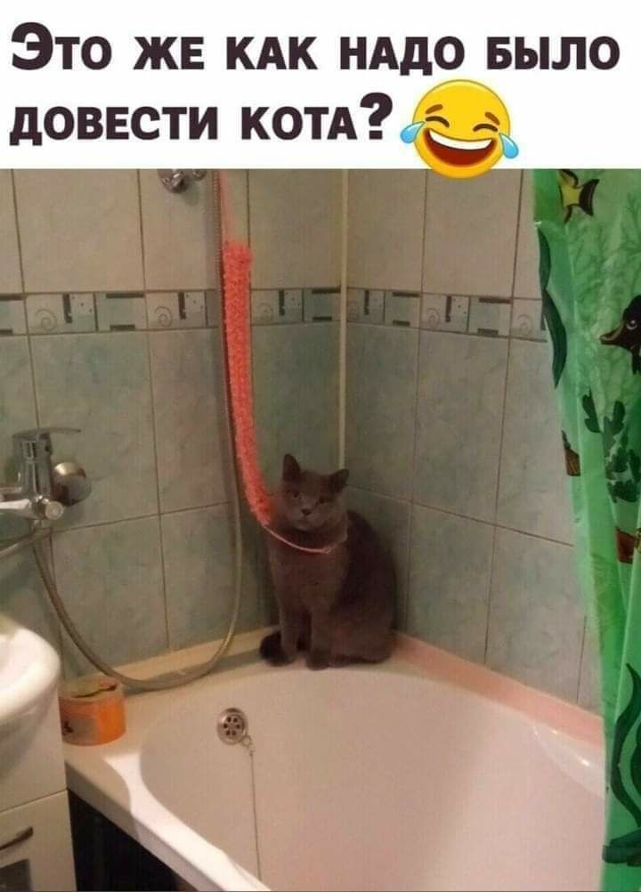 ЭТО ЖЕ КАК НАДО БЫЛО дОВЕСТИ КОТА