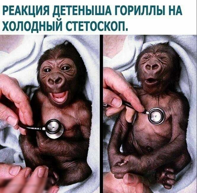РЕАКЦИЯ дЕТЕНЫША ГОРИЛЛЫ НА ХОЛОДНЫИ СТЕТОСКОП