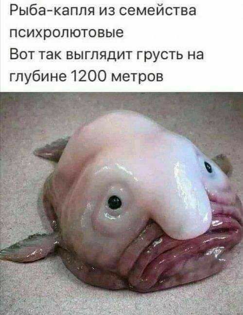 Рыбакапля из семейства психролютовые Вот так выглядит грусть на глубине 1 0 метров