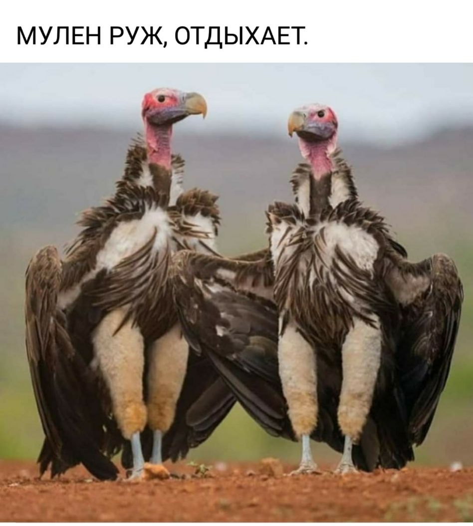 МУЛ ЕН РУЖ ОТДЫХАЕТ