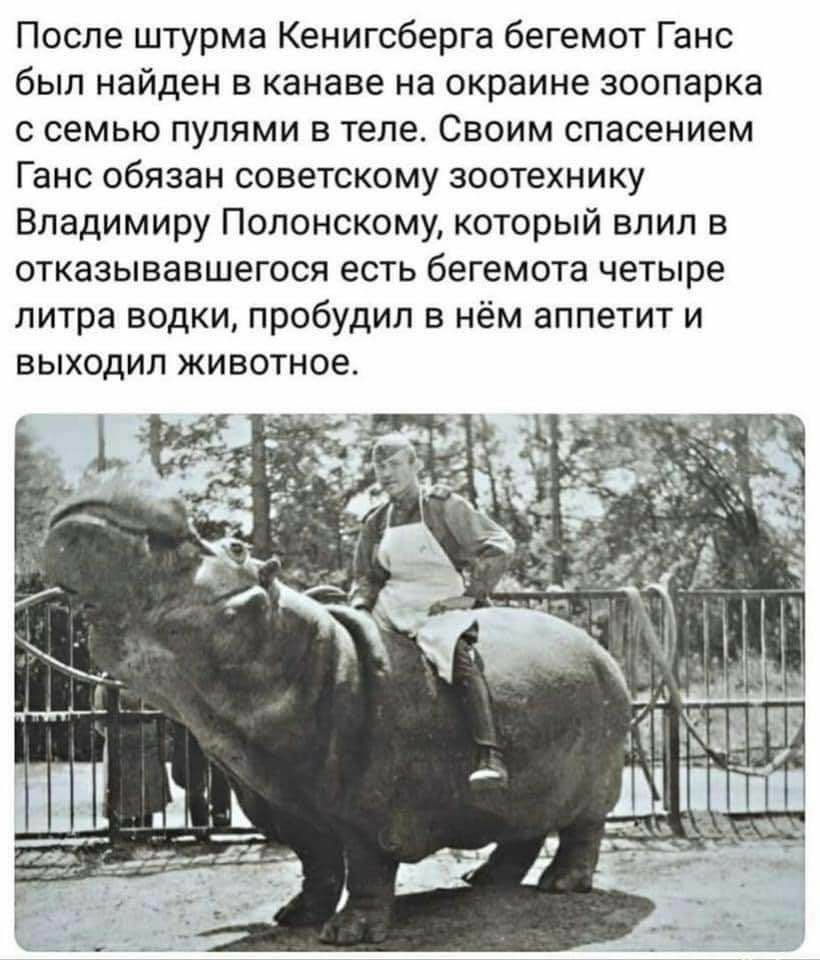 После штурма Кенигсберга бегемот Ганс был найден в канаве на окраине зоопарка с семью пулями в теле Своим спасением Ганс обязан советскому зоотехнику Владимиру Полонскому который влил в отказывавшегося есть бегемота четыре литра водки пробудил в нём аппетит и ВЫХОДИЛ ЖИВОТНОЭ