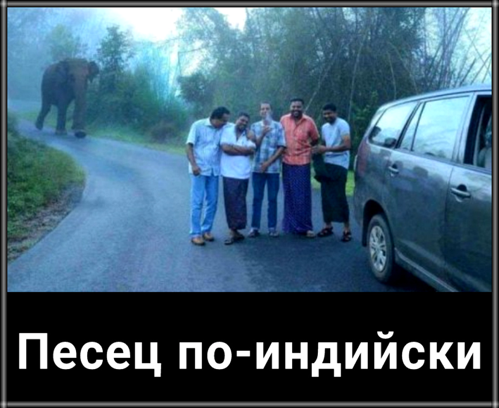 Песец по индийски