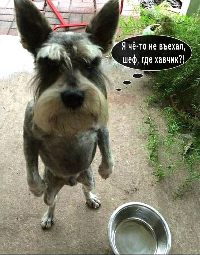 Я чё то не въехал шеф где хавчик