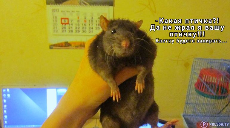 Какая птичка да не жрап я вашу птичку Клетку будете запирать