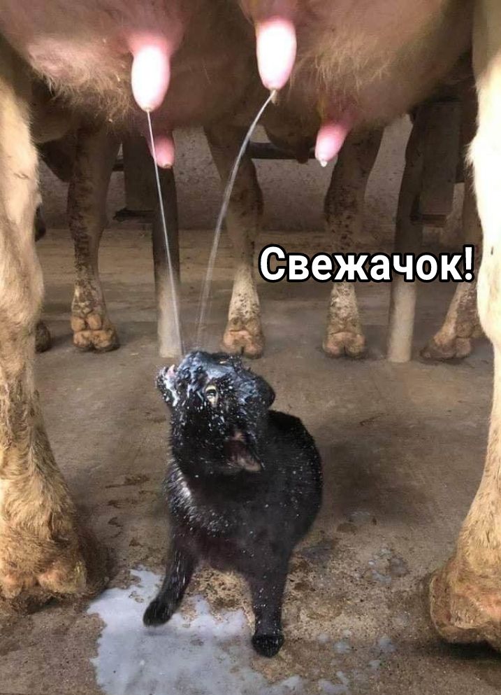 Свежачок