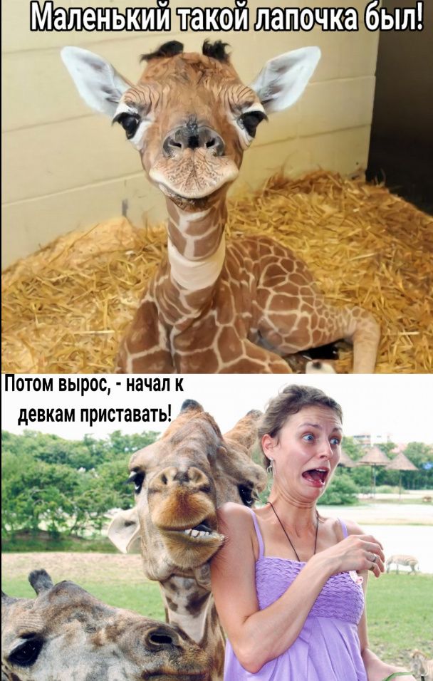 такой лапочка бЫЛ