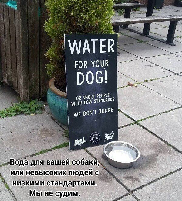 вода для вашей собаки или невысоких людей с цзкими стандартами Мы несудим