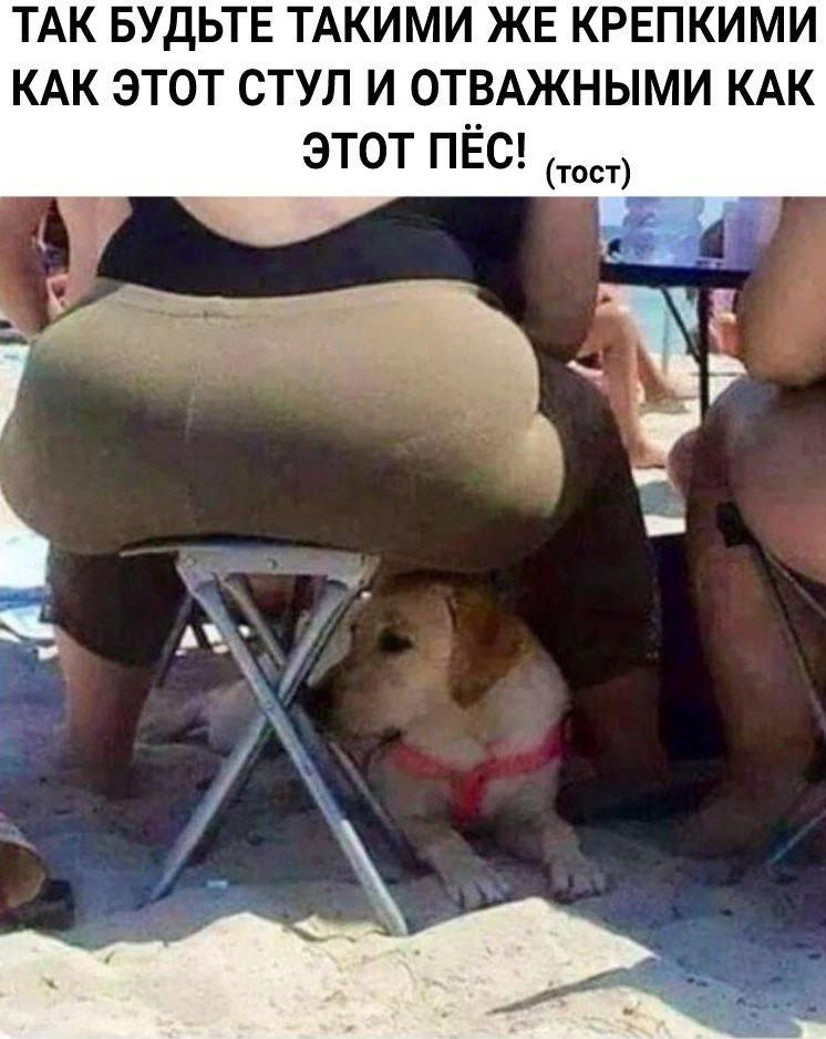 ТАК БУДЬТЕ ТАКИМИ ЖЕ КРЕПКИМИ КАК ЭТОТ СТУЛ И ОТВАЖНЫМИ КАК ЭТОТ ПЁС тост