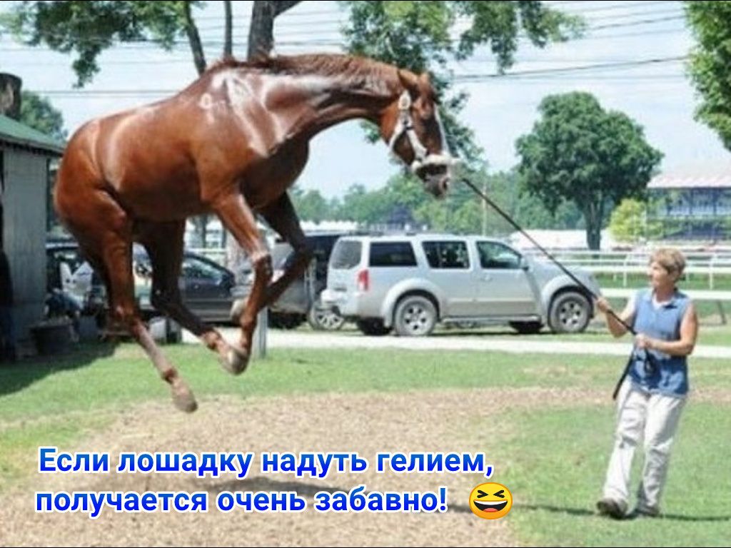 Если лошадку надуть гелием М получается очеНЬ ЗабаВНОЬС ____ _