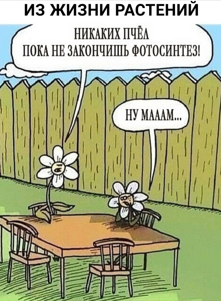 ИЗ ЖИЗНИ РАСТЕНИИ НИКАКИХ ПЧЁА ПОКА НЕ ЗАКОНЧИШЬ ФОТОСИНТЕЗ