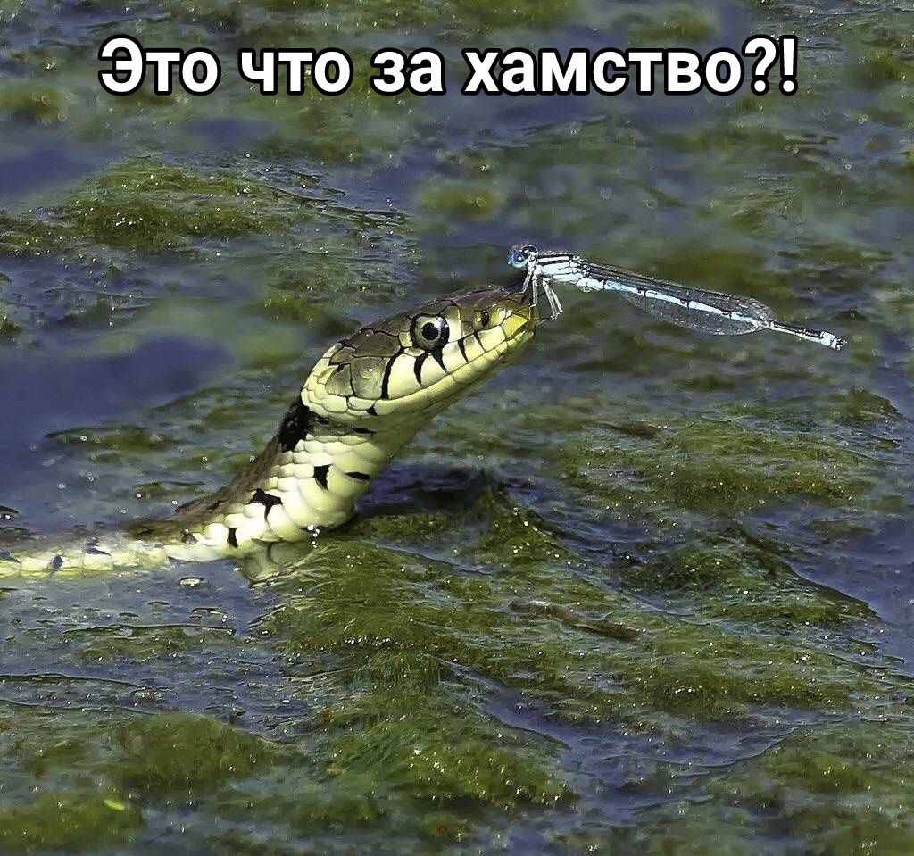 Это чтбгза хамствот