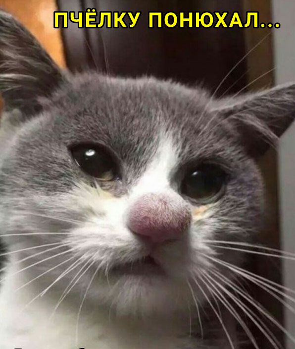 л А Х Ю Н О П у К л щ