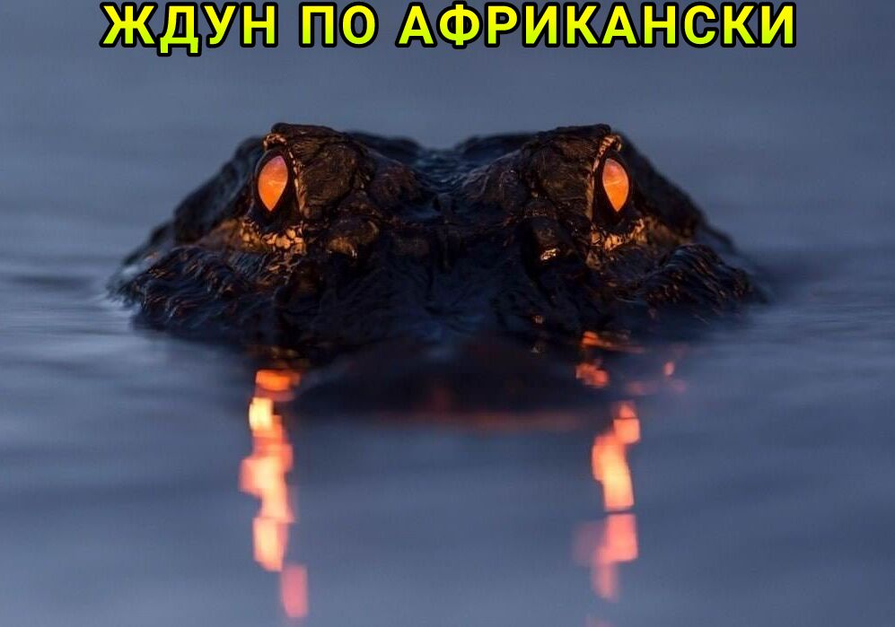 ЖДУН ПО АФРИКАНСКИ е 2 ч в_ 5 я