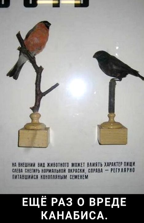 М МЕШКИ ВИП ХИППШШ ММП ИПП ХЛНЮЕР НИПИ БАП ЕНПЦРЬ ИВРММЬППИ ПКРМ ВПП НУЛЯРИП ПИЦНШИИБИ ИПИППМИЫМ СЕМЕИЕМ ЕЩЁ РАЗ 0 ВРЕДЕ КАНАБИСА