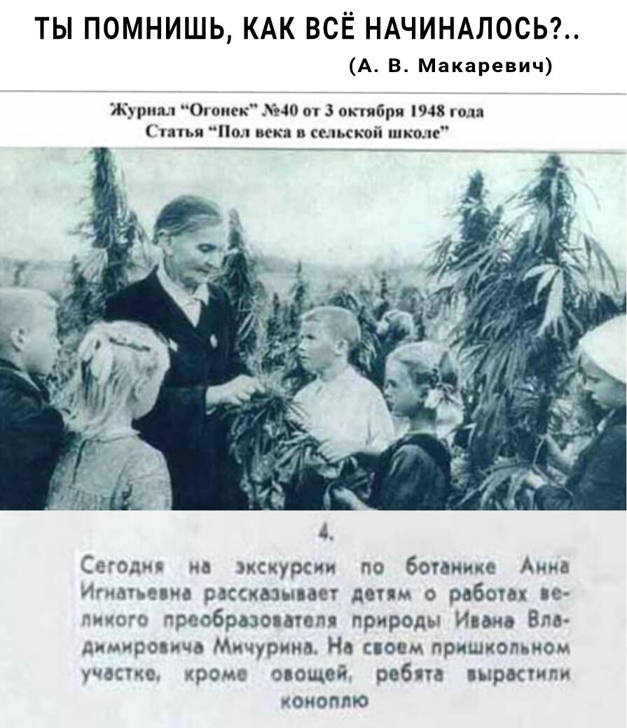 ТЫ ПОМНИШЬ КАК ВСЁ НАЧИНАЛОСЬ А В Макаревич Журнал Огонек 40 от 3 октябрн 1948 поля татьи Нм век в спинкой школ Сегоди на кскурсии по ботанике Анна Итачи иа рассказы вет депм о работы не ппиого преобразователя природы Ими Вла димировича Мичурина На своем пришкопьюм участке кроме овощей роб та шркгипи коноплю
