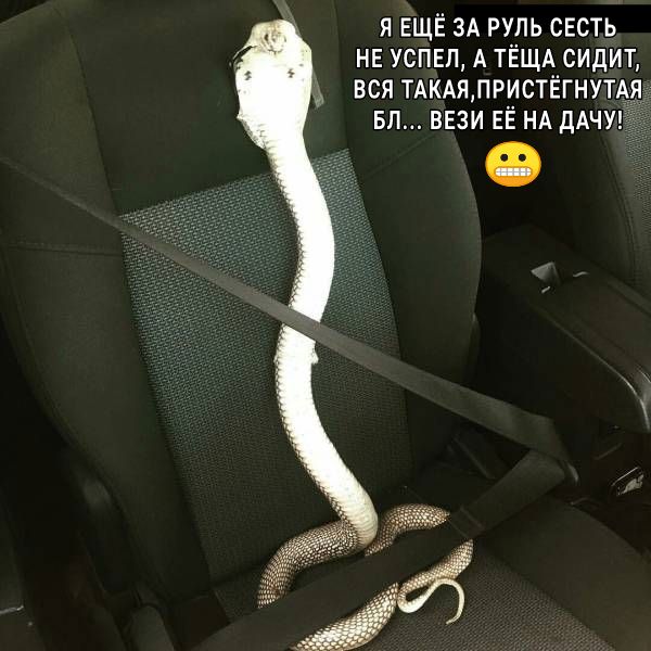 я ЕЩЁ ЗА руль сесть нв успвл А ТЁЩА сидит и вся ТАКАЯЛРИСТЁГНУТАЯ вп ввзи ЕЁ НА дАЧУ