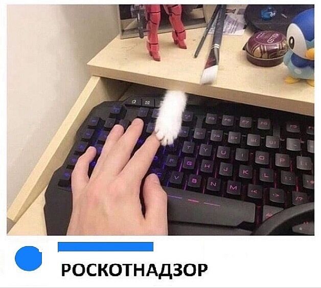 РОСКОТНАДЗОР