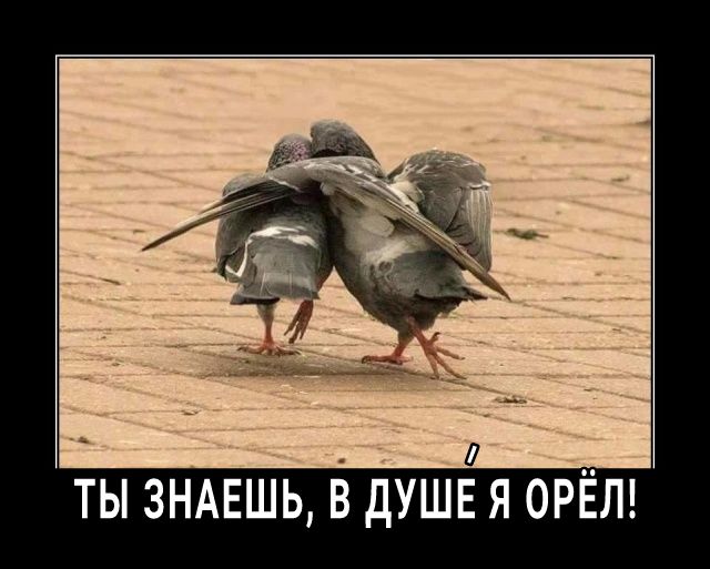 Л ТЫ ЗНАЕШЬ В ДУШЕ Я ОРЕЛ