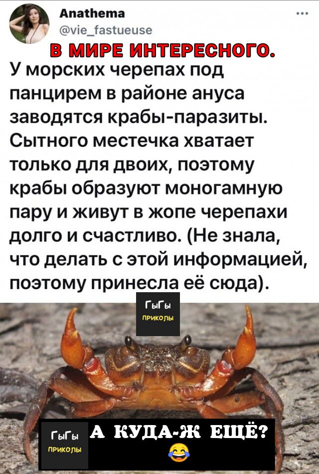 Апаінета чіеЦаэщеизе ШЗМЕФЕ шМТЁЭЁТО У морских черепах под панцирем в районе ануса заводятся крабы паразиты Сытного местечка хватает только для двоих поэтому крабы образуют моногамную пару и живут в жопе черепахи долго и счастливо Не знала что делать с этой информацией поэтому принесла её сюда ГыГы пРикипЫ _ приколы
