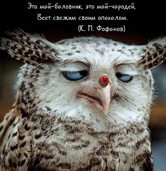 и и ЭТО мди баловник ЭТО МдиЧОРОДСИ БЕСТ свежим СВОИМ ОПОКдЛОМ к П Фофанов