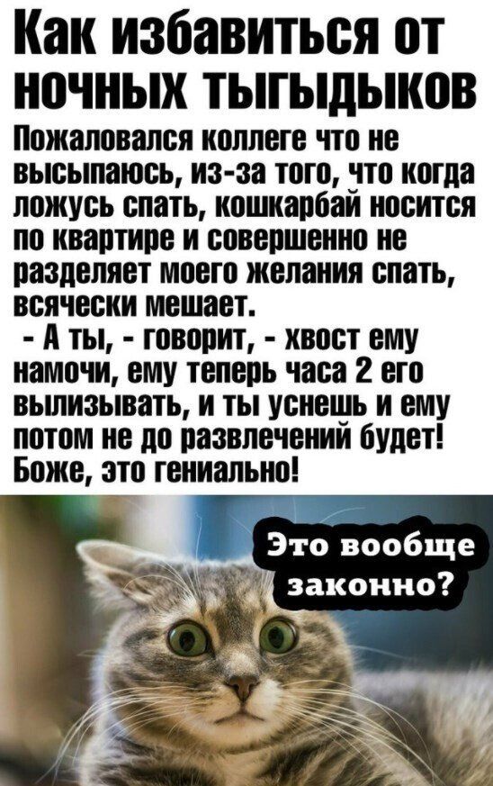 Как избавиться от ночнык ТЫГЫДЫКПВ Пожаловался коллеге что не высылаюсь из за того кто когда ложусь слать кошкарбаи носится по квартире и совершенно не разделяет моего желания спать всячески мешает А ты говорит квост ему намочи ему теперь часа 2 его вьшизывать и ты уснегнь и ему потом не до развлечении будет Боже ато гениально Это вообще