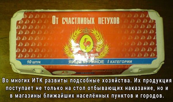 А А нпН пир РАА Пт шпшш тии Во многих ИТК развиты подсобные хозяйства Их продукция поступает не только на стол отбывающих наказание но и в магазины ближайших населённых пунктов и городов