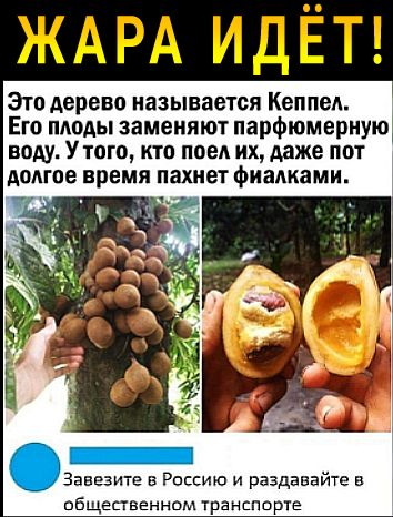 Это дерево называется Кеппед Его плоды заменяют парфюмерную воду УТОГО КТО поел ИХ даже ПШ долгое время пахнет ФИЗАКЗМИ Заввзитэ в Россию и рвздавайте в общепввнном транспорт