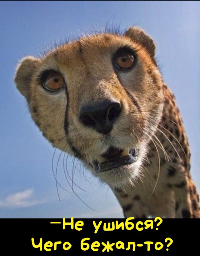 Чего бежалто