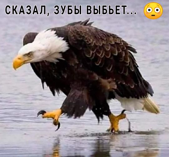 СКАЗАЛ ЗУБЫ ВЫБЬЕТ