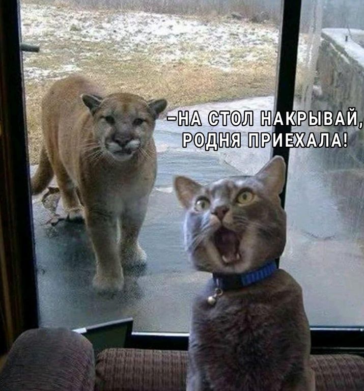 дтжё щипд ивхдлмд