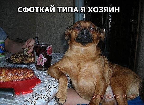 СФОТКАЙ ТИПАЁЯ ХОЗЯИН