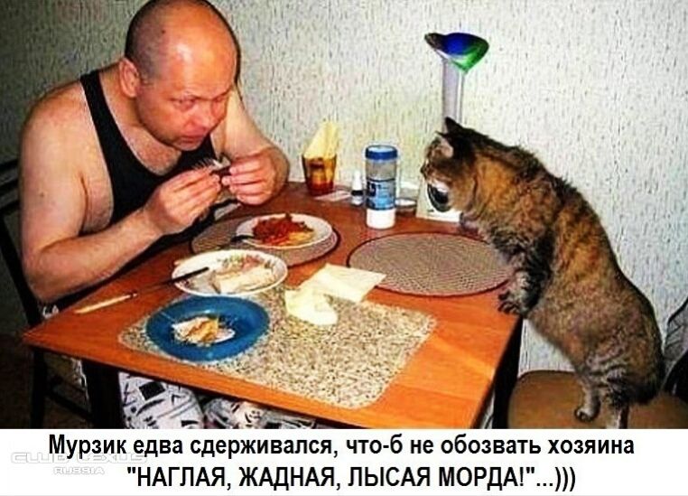 Мурзик едва Ьдерживіпся что б не обозвать хозяиьа НАГПАЯ ЖАДНАЯ ПЫСАЯ МОРДА