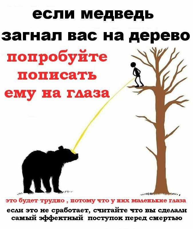 если медведь загнал вас на дерево попробуйте пописать ему на глаза это будет трудно потому что у них маленькие глава если это не сработает считайте что вы сделали самый эффектный поступок перед смертью