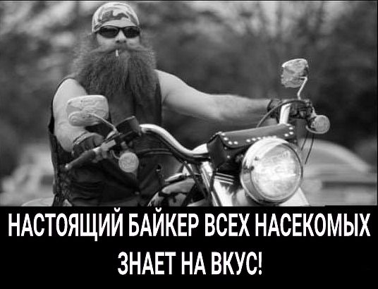 д А д НАСТОЯЩИИ БАИКЕР ВСЕХ НАСЕКОМЫХ ЗНАЕТ НА ВКУС