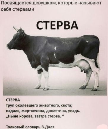 Посвящается девушкам котрые называю себя нервами СТЕРВА _ СТЕРВА нын карп
