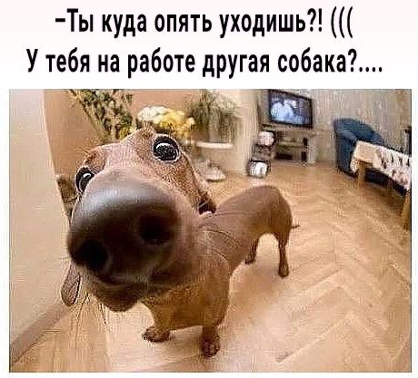 Ты куда опять уходишь У тебя на работе другая собака