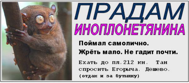 ИМЙНЁТЯНИНА Поймал самолично Жрёть надо Не гадит по пи Ехать до 11212 ки Таи спросить торца дешево отдш Бутьппгу