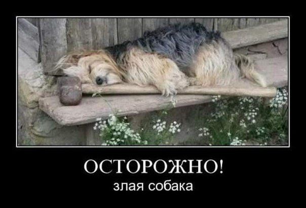 ОСТОРОЖНО злая собака