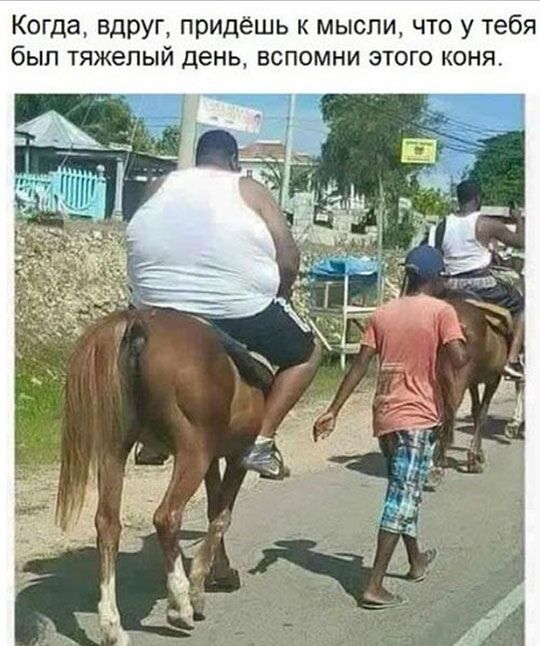 Когда вдруг придёшь к мысли что у тебя был тяжелый день вспомни этого коня