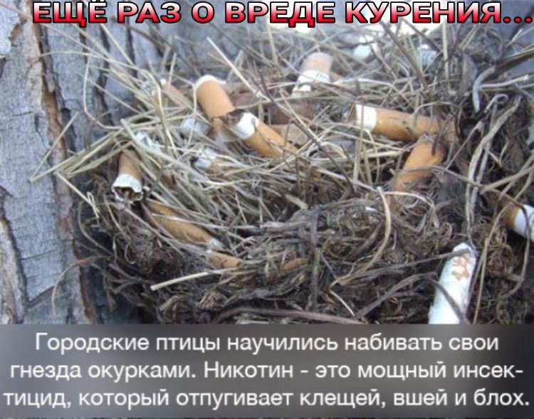 Геродота птицы научились набивать свои и Никотин это мощный инсек ти рый отпугивает клещей вшей и блох