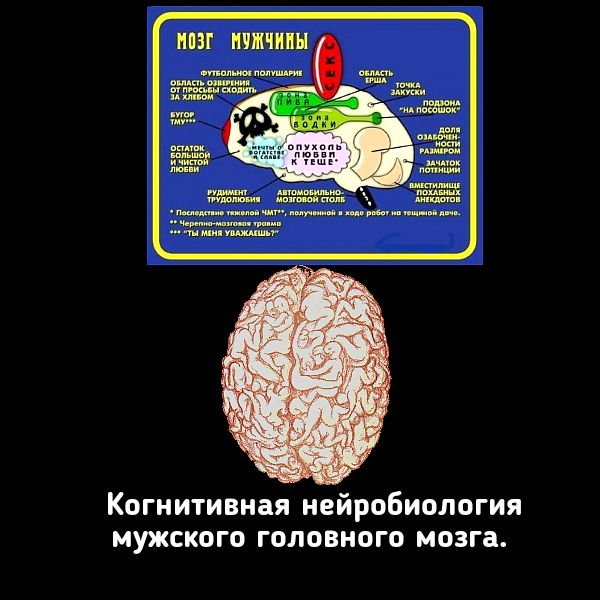 НШ ШИНЫ Когнитивная нейробиология мужского головного мозга