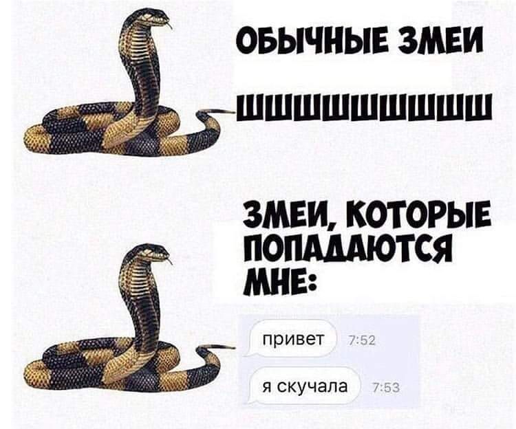 оьычныв змви д__шшшшшшшшш 3МЕИ КОТОРЫЕ попмдются МНЕ привет Я СКУЧЭПЭ