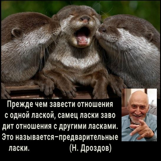 Прежде чем завести отношения _ А с одной лаской самец ласки заво дит отношения с другими ласками Это называется предварительные ласки Н Дроздов