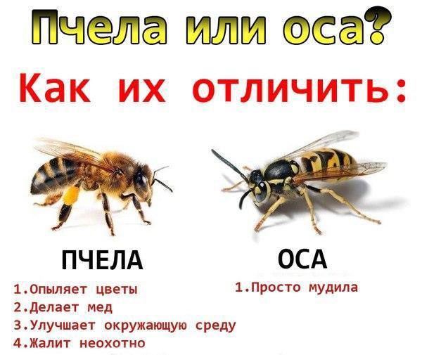 Пчела или оса Как их отличить ПЧЕЛА ОСА 10пыляет цветы 1ПР0СТ МУАИЛВ 2делает мед гУлучшает окружающую среду АЖалит неохотно