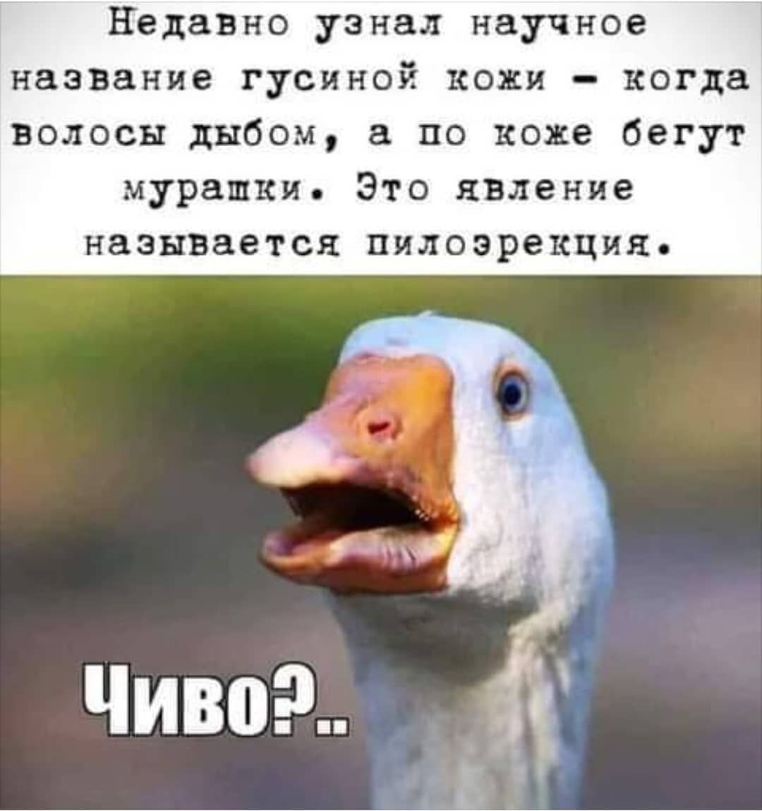 Недавно узнал научное название гусиной кожи когда волосы дыбом по коже бегут мурашки Это явление называется пилоэрекция
