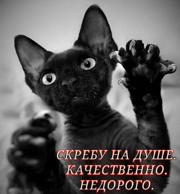 СКРЕБУ НА ДУШЕ КАЧЕСТВЕННО НЕДОРОГО