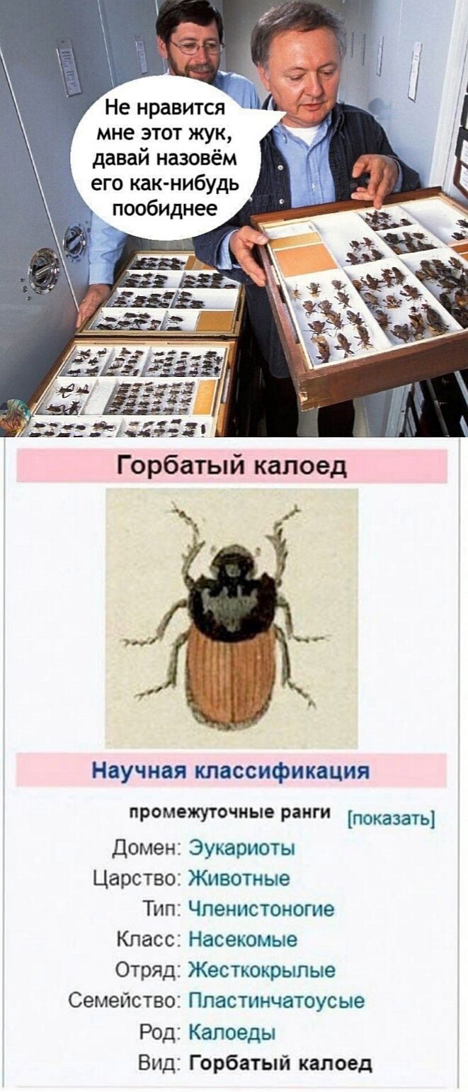 Не нравится мне этот жук давай назовём его как нибудь пообиднее Научная классификация промежуточные ранги показать домен Царство Тип Класс Отряд Семейство Род Вид Эукариоты Животные Членистоногие Насекомые Жесткокрыпъпе Ппастинчатоусые Капоеды Горбатый калоед